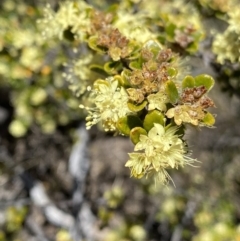 Phebalium squamulosum subsp. ozothamnoides (Alpine Phebalium, Scaly Phebalium) at Rendezvous Creek, ACT - 20 Dec 2022 by Ned_Johnston