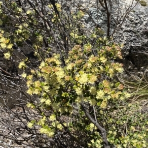 Phebalium squamulosum subsp. ozothamnoides at Rendezvous Creek, ACT - 20 Dec 2022 02:29 PM