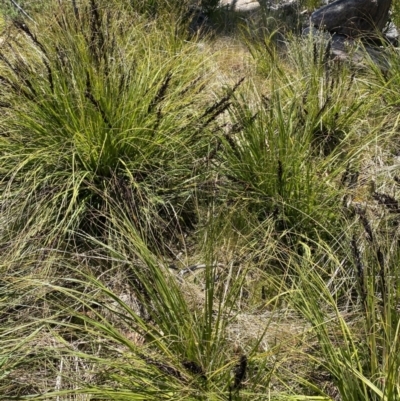 Gahnia subaequiglumis (Bog Saw-sedge) at Rendezvous Creek, ACT - 20 Dec 2022 by NedJohnston