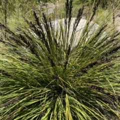 Gahnia subaequiglumis at Rendezvous Creek, ACT - 20 Dec 2022 01:26 PM