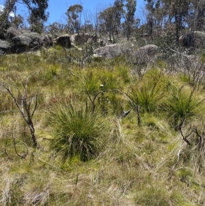 Gahnia subaequiglumis at Yaouk, NSW - 20 Dec 2022