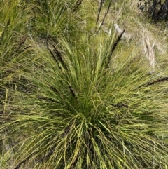 Gahnia subaequiglumis at Yaouk, NSW - 20 Dec 2022