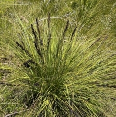 Gahnia subaequiglumis (Bog Saw-sedge) at Rendezvous Creek, ACT - 20 Dec 2022 by NedJohnston