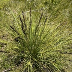 Gahnia subaequiglumis (Bog Saw-sedge) at Rendezvous Creek, ACT - 20 Dec 2022 by Ned_Johnston