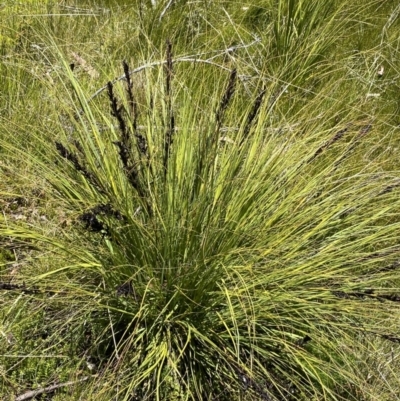 Gahnia subaequiglumis (Bog Saw-sedge) at Rendezvous Creek, ACT - 20 Dec 2022 by NedJohnston