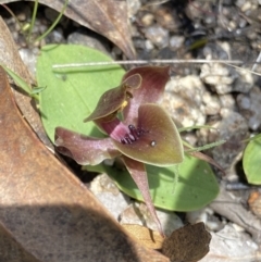 Chiloglottis valida (Large Bird Orchid) at Rendezvous Creek, ACT - 20 Dec 2022 by Ned_Johnston