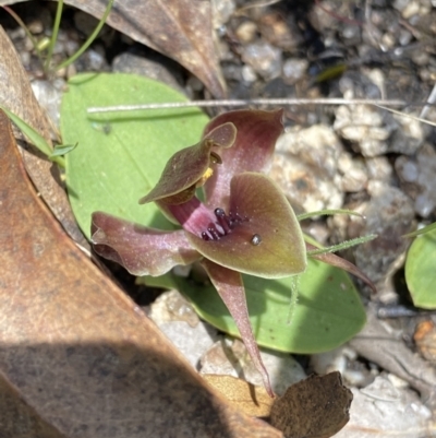Chiloglottis valida (Large Bird Orchid) at Rendezvous Creek, ACT - 20 Dec 2022 by NedJohnston