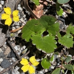 Goodenia hederacea subsp. alpestris at Yaouk, NSW - 20 Dec 2022 by Ned_Johnston