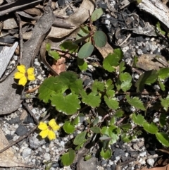 Goodenia hederacea subsp. alpestris at Yaouk, NSW - 20 Dec 2022