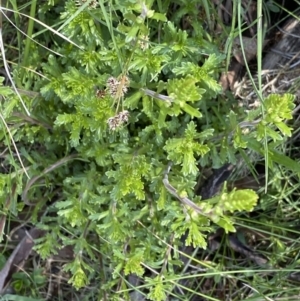 Euphrasia collina at Yaouk, NSW - 20 Dec 2022 11:26 AM