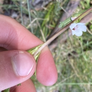 Euphrasia collina at Yaouk, NSW - 20 Dec 2022 11:26 AM