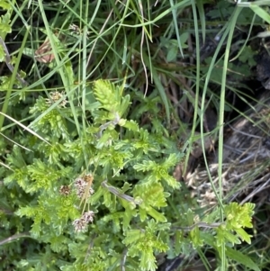 Euphrasia collina at Yaouk, NSW - 20 Dec 2022 11:26 AM