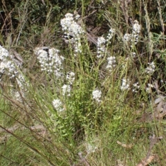 Stackhousia monogyna (Creamy Candles) at Cotter River, ACT - 28 Dec 2022 by drakes