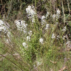 Stackhousia monogyna at Cotter River, ACT - 28 Dec 2022 10:59 AM