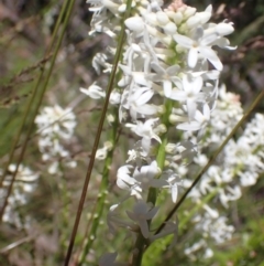 Stackhousia monogyna at Cotter River, ACT - 28 Dec 2022 10:59 AM