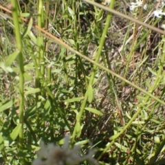 Stackhousia monogyna at Cotter River, ACT - 28 Dec 2022