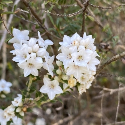 Epacris breviflora (Drumstick Heath) at Yaouk, NSW - 20 Dec 2022 by NedJohnston