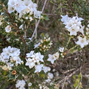 Epacris breviflora at Yaouk, NSW - 20 Dec 2022 10:33 AM