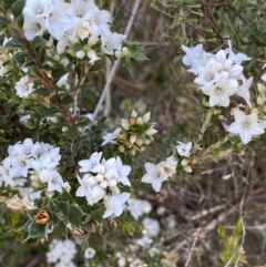 Epacris breviflora at Yaouk, NSW - 20 Dec 2022