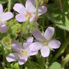 Geranium antrorsum (Rosetted Cranesbill) at Yaouk, NSW - 20 Dec 2022 by NedJohnston
