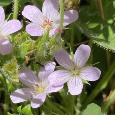 Geranium antrorsum (Rosetted Cranesbill) at Yaouk, NSW - 20 Dec 2022 by NedJohnston
