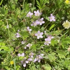 Geranium antrorsum at Yaouk, NSW - 20 Dec 2022