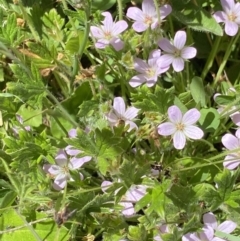 Geranium antrorsum at Yaouk, NSW - 20 Dec 2022