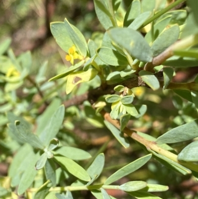 Pimelea pauciflora (Poison Rice Flower) at Yaouk, NSW - 20 Dec 2022 by NedJohnston