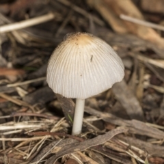 Coprinellus etc. (An Inkcap) at Higgins, ACT - 16 May 2022 by AlisonMilton