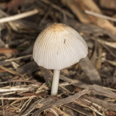 Coprinellus etc. (An Inkcap) at Higgins, ACT - 15 May 2022 by AlisonMilton