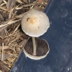 Coprinellus etc. at Higgins, ACT - 16 May 2022 09:27 AM