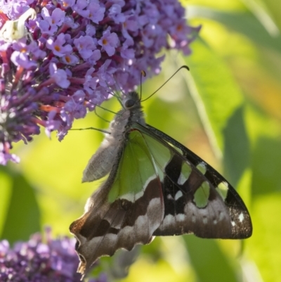 Graphium macleayanum (Macleay's Swallowtail) at Wingecarribee Local Government Area - 28 Dec 2022 by Aussiegall