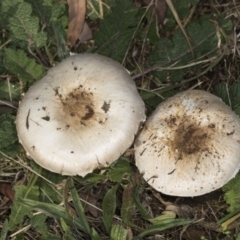 Agaricus sp. (Agaricus) at Higgins, ACT - 15 May 2022 by AlisonMilton