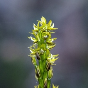 Prasophyllum flavum at Penrose, NSW - 28 Dec 2022