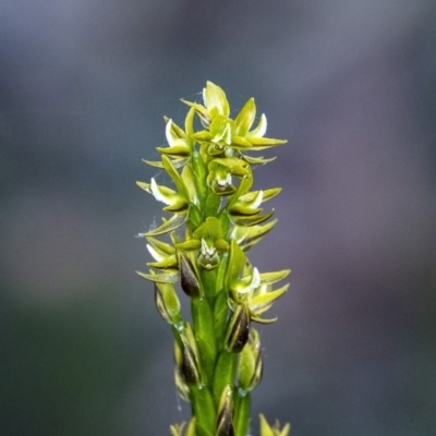 Prasophyllum flavum (Yellow Leek Orchid) at Penrose - 28 Dec 2022 by Aussiegall