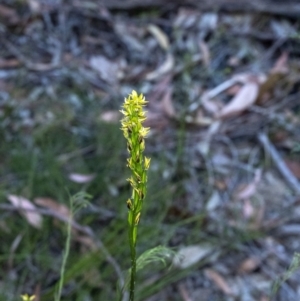 Prasophyllum flavum at Penrose, NSW - suppressed