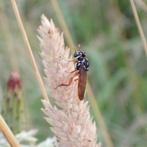 Pergidae sp. (family) at Murrumbateman, NSW - 28 Dec 2022