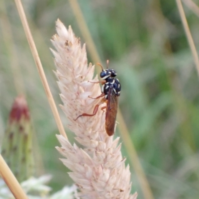 Pergagrapta latreillii (Sawfly) at Murrumbateman, NSW - 28 Dec 2022 by SimoneC