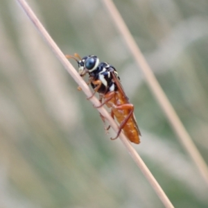 Pergidae sp. (family) at Murrumbateman, NSW - 28 Dec 2022