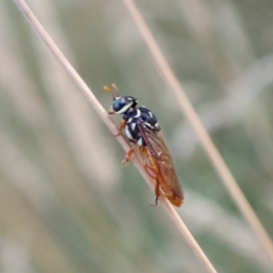 Pergidae sp. (family) at Murrumbateman, NSW - 28 Dec 2022