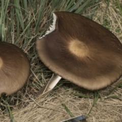 Oudemansiella 'radicata group' (Rooting shank) at Higgins, ACT - 15 May 2022 by AlisonMilton