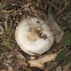 Agaricus sp. (Agaricus) at Higgins, ACT - 15 May 2022 by AlisonMilton