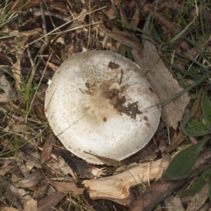 Agaricus sp. at Higgins, ACT - 16 May 2022