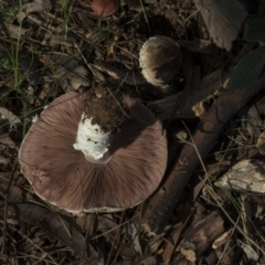 Agaricus sp. at Higgins, ACT - 16 May 2022