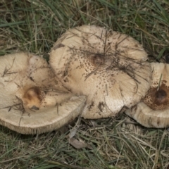 Macrolepiota clelandii (Macrolepiota clelandii) at Higgins, ACT - 15 May 2022 by AlisonMilton