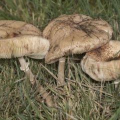 Macrolepiota clelandii at Higgins, ACT - 16 May 2022