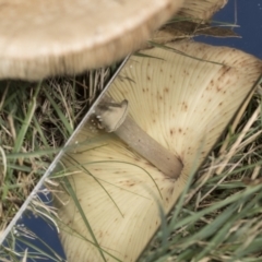 Macrolepiota clelandii at Higgins, ACT - 16 May 2022