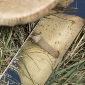 Macrolepiota clelandii at Higgins, ACT - 16 May 2022 09:44 AM