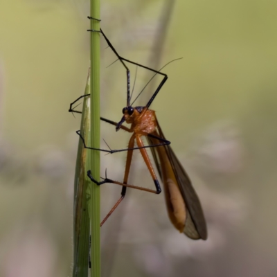 Harpobittacus australis (Hangingfly) at Namadgi National Park - 27 Dec 2022 by KorinneM