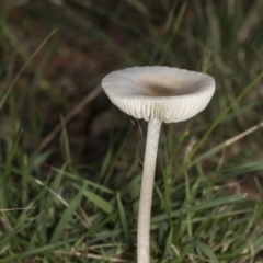 Unidentified Cap on a stem; gills below cap [mushrooms or mushroom-like] at Higgins, ACT - 15 May 2022 by AlisonMilton